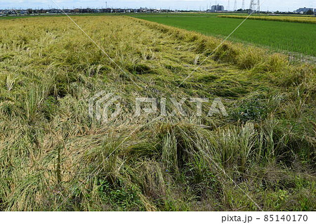風水害の被害にあった稲穂 85140170