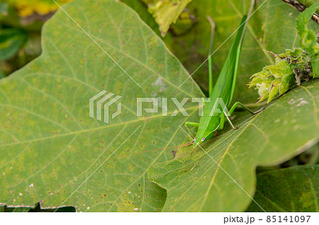 クビキリギス 85141097