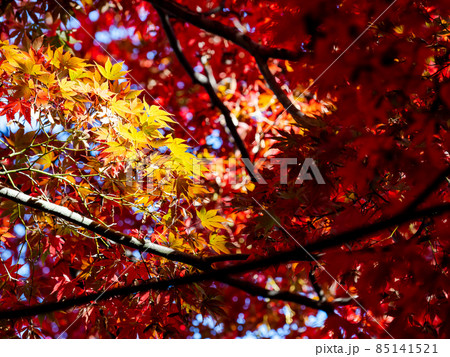 秋の風物詩 美しい紅葉が彩る景色 秋の風物詩 美しい紅葉が彩る景色 85141521