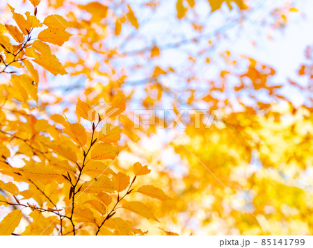 秋の風物詩　ケヤキのオレンジ色の紅葉 85141799