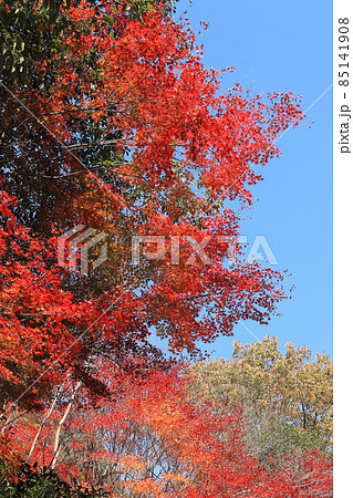 紅葉・鐘ヶ坂公園 紅葉・鐘ヶ坂公園 85141908