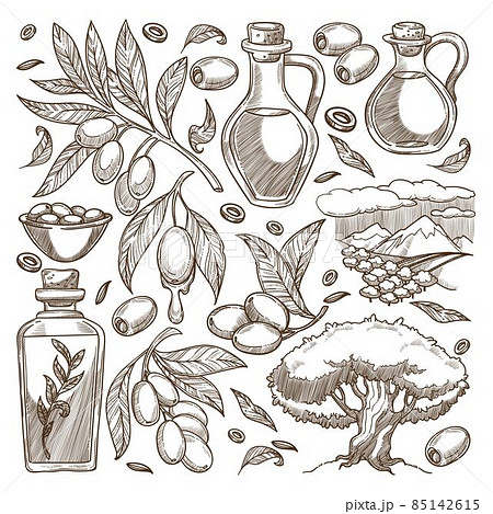 Growth of olive tree, oil for cooking and beauty 85142615