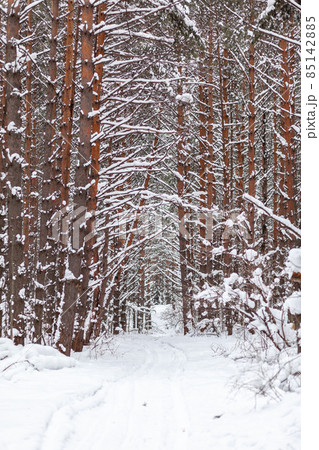 A walk through the winter forest. Snow trees and a cross-country ski trail. Beautiful and unusual roads and forest trails. Beautiful winter landscape. The trees stand in a row A walk through the winter forest. Snow trees and a cross-country ski trail. Beautiful and unusual roads and forest trails. Beautiful winter landscape. The trees stand in a row 85142885