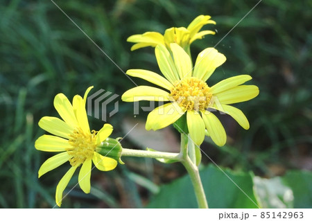 晩秋に咲くピンシャンのツワブキ（石蕗）の花 85142963