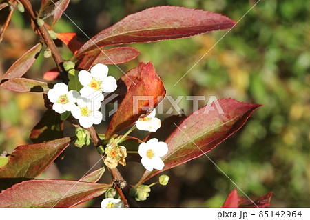 秋に咲くユキヤナギ（雪柳）と紅葉 85142964