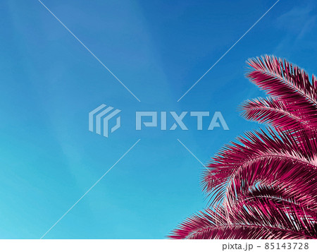 Pop art and tropical nature concept. Red palm tree leaves and blue sky as vintage summer background 85143728