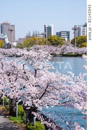 大阪 大川沿いの桜 85143943