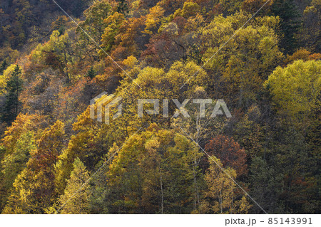 キロロの紅葉 キロロの紅葉 85143991