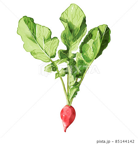 手描き水彩のサラダ紅かぶイラストセットのイラスト素材 手描き水彩のサラダ紅かぶイラストセットのイラスト素材