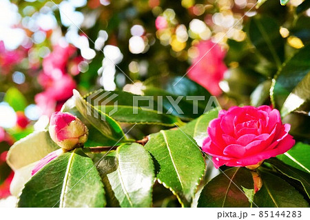 サザンカの開きかけの赤い花のアップ サザンカの開きかけの赤い花のアップ 85144283