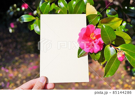 サザンカの赤い生花で飾った白紙の枠のモックアップ サザンカの赤い生花で飾った白紙の枠のモックアップ 85144286