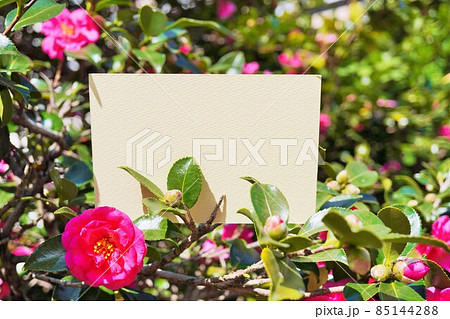 サザンカの赤い生花で飾った白紙のカードのモックアップ 85144288