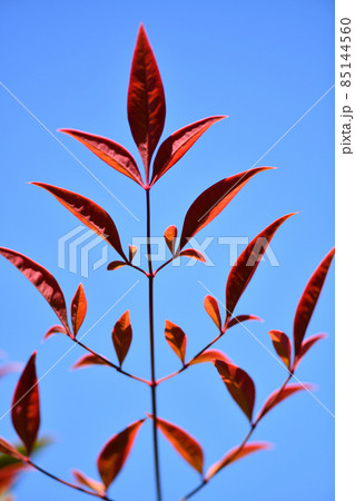 赤く色づいたナンテン（南天）の葉 85144560