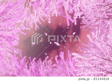 夜空を見上げる桜の森 85144816