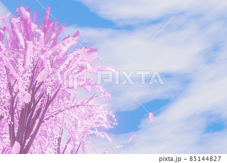 晴れの日と綺麗なピンク色の桜 85144827