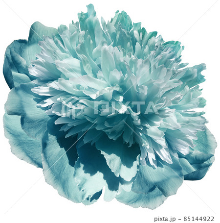 flower turquoise peony  isolated on a white background. No shadows with clipping path. Close-up. Nature. 85144922
