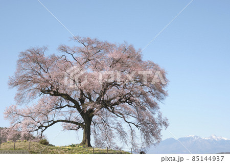 山梨県韮崎市の青空の下の、わに塚の満開の桜と八ヶ岳 山梨県韮崎市の青空の下の、わに塚の満開の桜と八ヶ岳 85144937