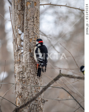 Little woodpecker sits on a tree trunk with snow in winter. The great spotted woodpecker, Dendrocopos major 85145034