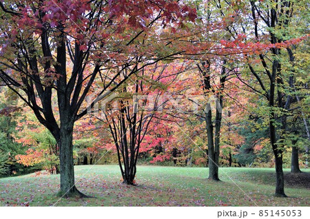 カナダ モントリオール郊外 シャトーダン公園の紅葉 85145053