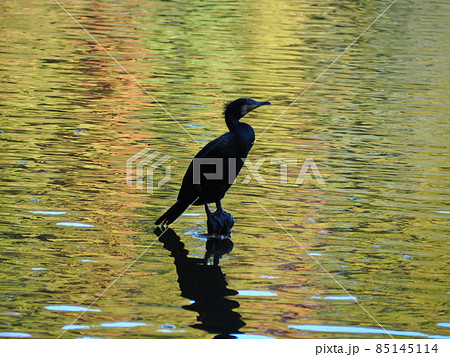 カワウ 85145114