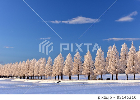 雪のメタセコイア並木 85145210