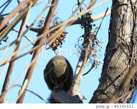 タイワンリス　Taiwan squirrels 85145331