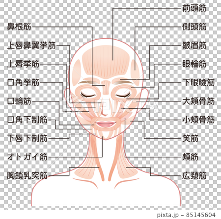 Mechanism of facial muscles Beauty medicine Mechanism of facial muscles Beauty medicine 85145604