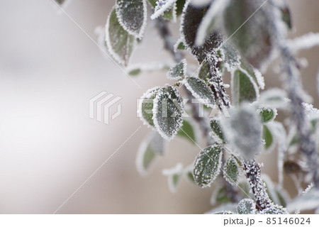 Frosted branches and leaves of the rose bush. Winter seasonal background. Selective focus image of beautiful winter nature. 85146024