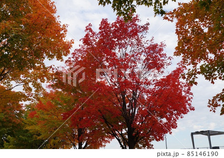 カナダ モントリオール オールドポート公園の紅葉 85146190