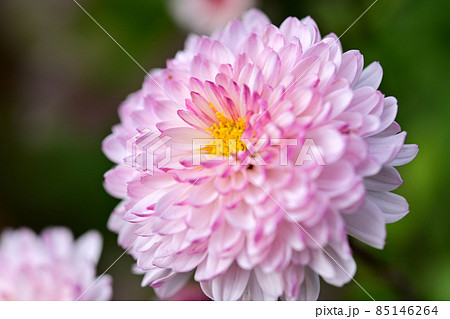 寒菊　クローズアップ 85146264