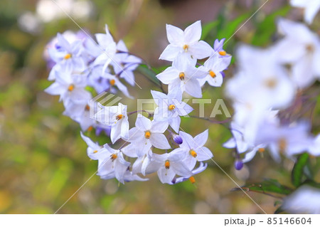 薄紫色の蔓花茄子（ツルハナナス）の花 85146604