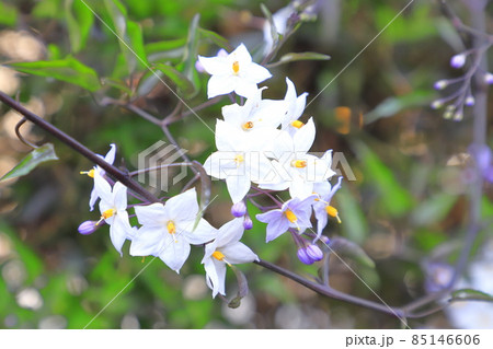 薄紫色の蔓花茄子（ツルハナナス）の花 85146606
