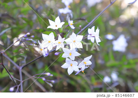 薄紫色の蔓花茄子(ツルハナナス)の花 薄紫色の蔓花茄子(ツルハナナス)の花 85146607