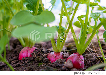 fresh young radishes in a bed 85147095