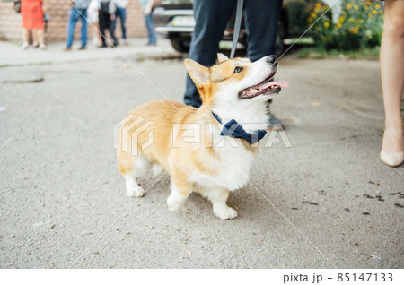 Beautiful corgi dog wearing bow tie at wedding party 85147133