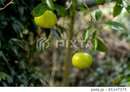 みかん　木 85147375