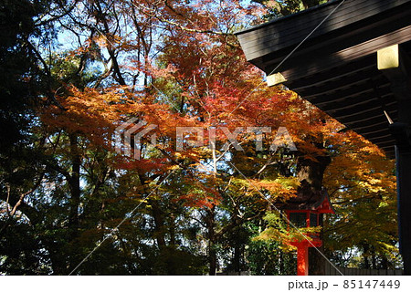 紅葉の枚岡神社の風景 85147449