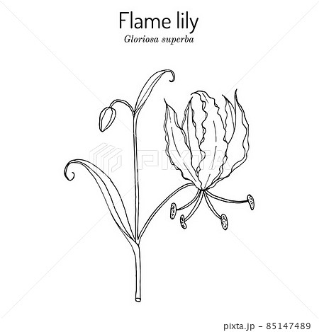 Flame lily Gloriosa superba , medicinal plant Flame lily Gloriosa superba , medicinal plant 85147489