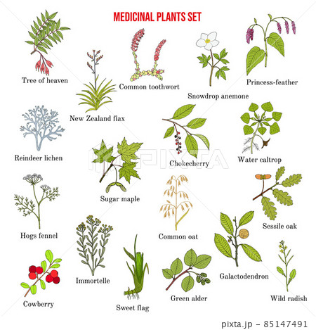 Medicinal plants collection Medicinal plants collection 85147491