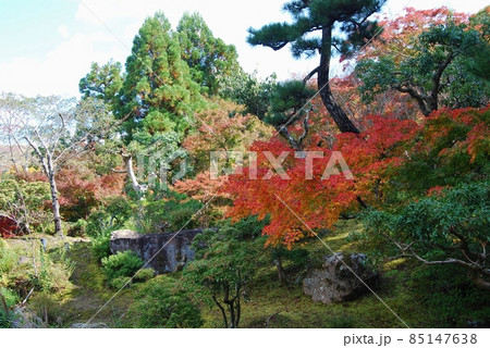 紅葉の吉城園の風景 紅葉の吉城園の風景 85147638