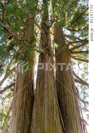 【長野県】　戸隠神社 85147735