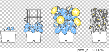 朝顔の成長過程(双葉~本葉~開花~種取り) 朝顔の成長過程(双葉~本葉~開花~種取り) 85147820