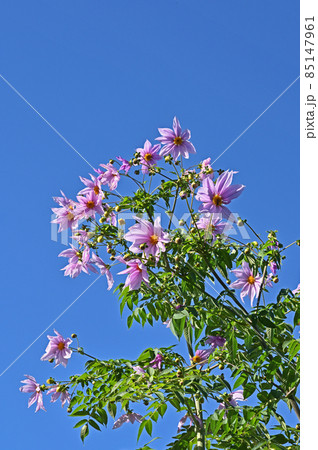 植物：皇帝ダリア　多年草　 85147961