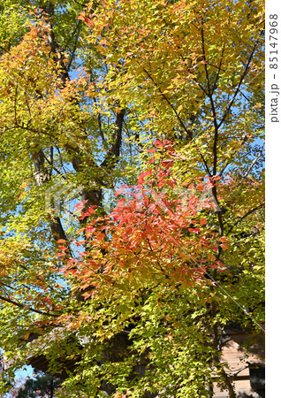 川越散歩：中院　天台宗　境内　紅葉 85147968