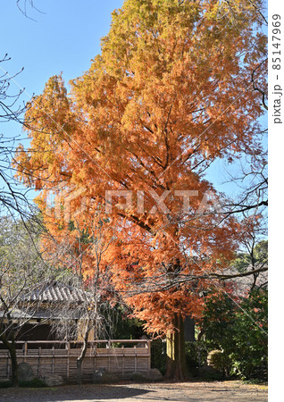 川越散歩:中院 天台宗 境内 紅葉 川越散歩:中院 天台宗 境内 紅葉 85147969