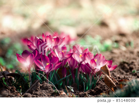 Beautiful crocuses spring first oniony. Group of blooming purple flowers, good for greeting postcard. 85148030