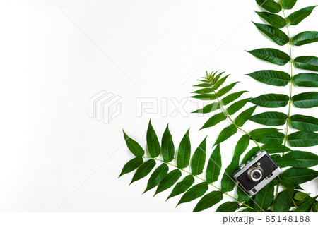 Green leaves and old camera on white background, Summer background. Top view 85148188