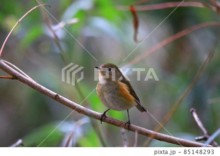 ルリビタキ 85148293