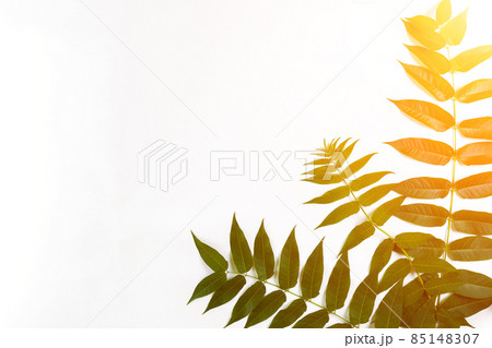 Green leaf branches on white background. flat lay, top view. Sun Flare Green leaf branches on white background. flat lay, top view. Sun Flare 85148307