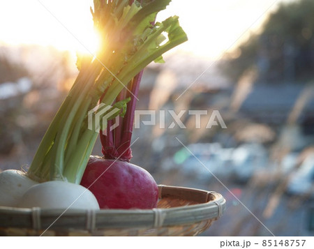 カブ かぶ 収穫 ざる 野菜 風景 エモい カブ かぶ 収穫 ざる 野菜 風景 エモい 85148757